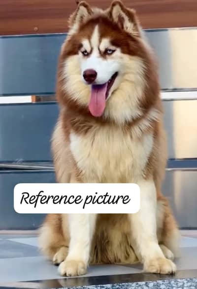sybriabn Husky pair
