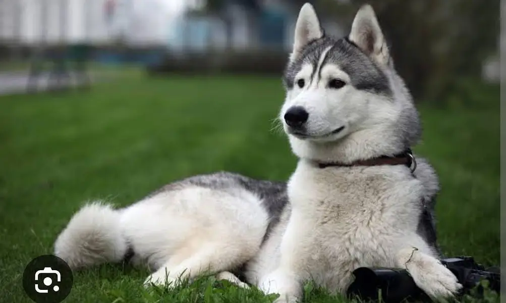 sybriabn Husky pair — photo 5