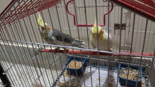 Pair of Cockatiels with Cage