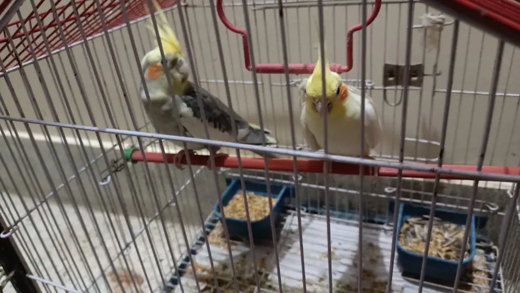 Pair of Cockatiels with Cage — photo 2