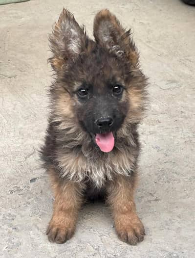 German shepherd puppy