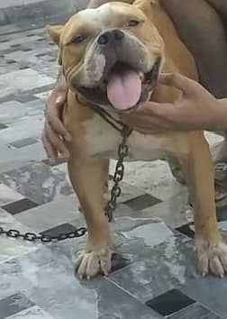 Pittbull for matting service