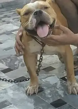 Pittbull for matting service