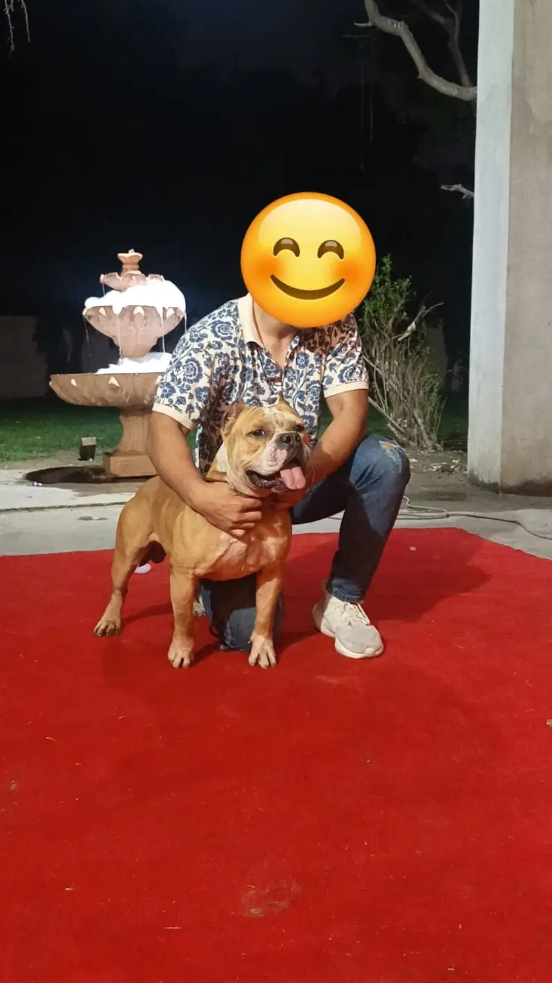 Pittbull for matting service — photo 2