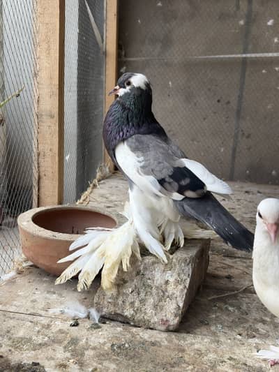 Pouter breeder pair ghobara pigeon kabooter