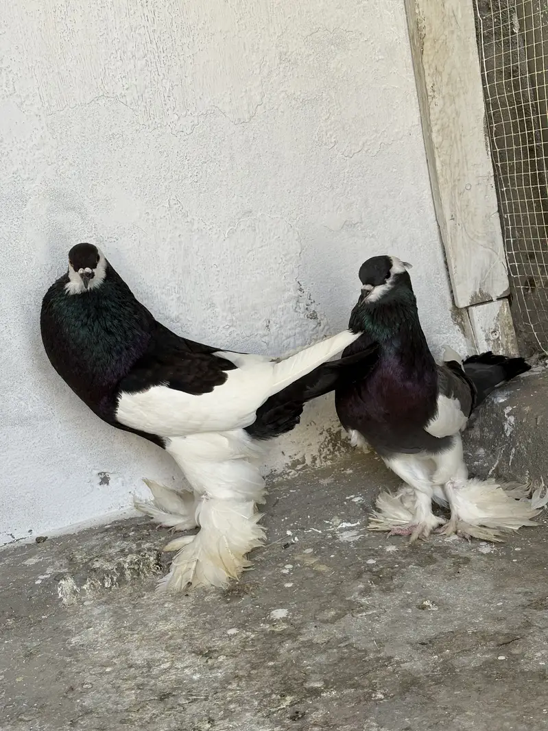 Pouter breeder pair ghobara pigeon kabooter — photo 2