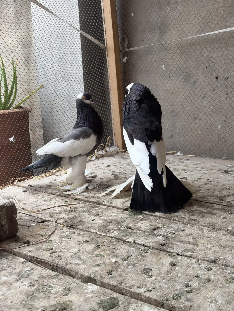 Pouter breeder pair ghobara pigeon kabooter — photo 3