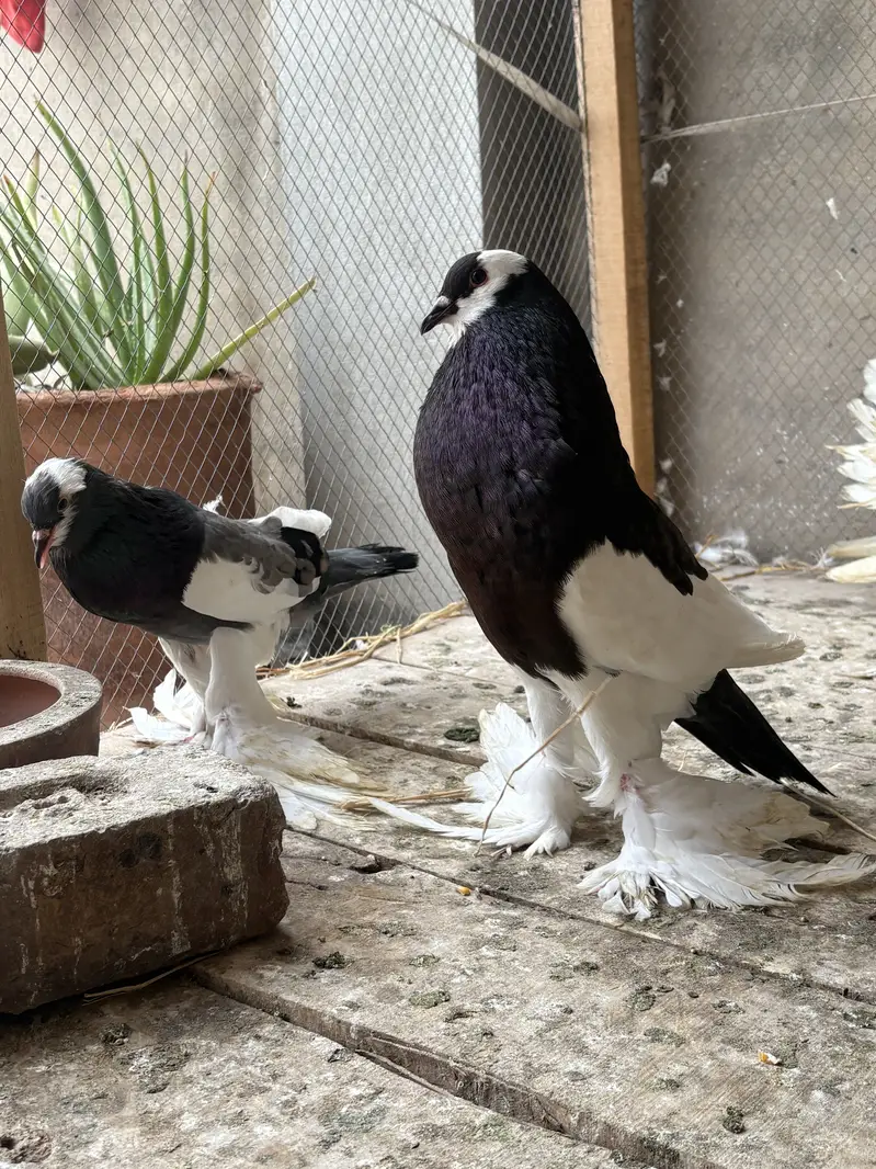 Pouter breeder pair ghobara pigeon kabooter — photo 4