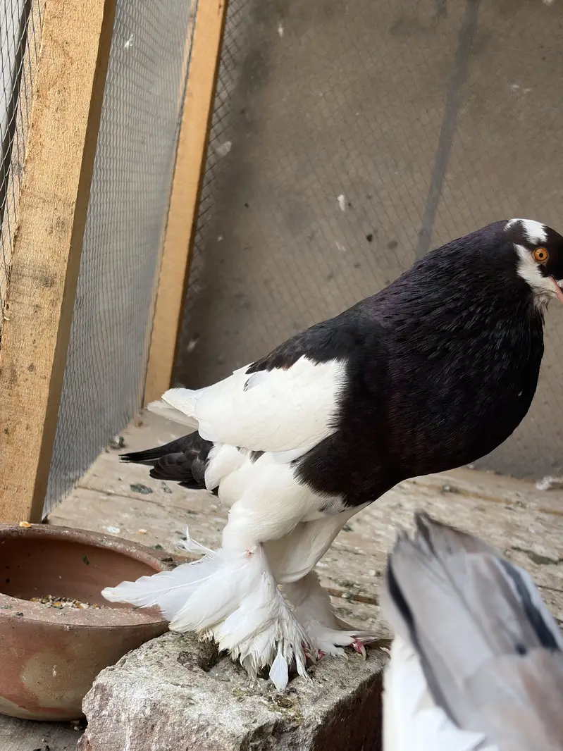 Pouter breeder pair ghobara pigeon kabooter — photo 5