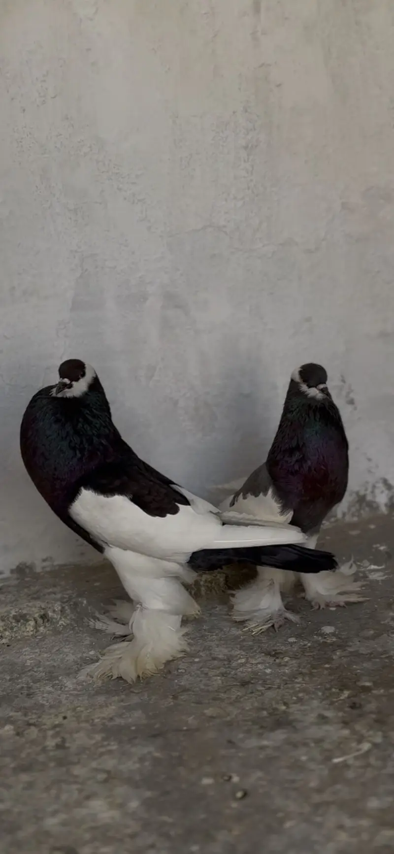 Pouter breeder pair ghobara pigeon kabooter — photo 6
