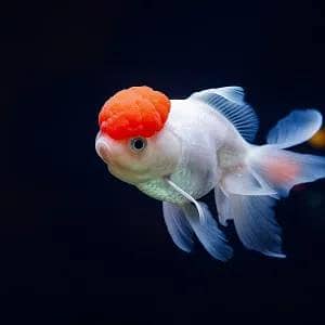 redcap otanda