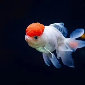 redcap otanda