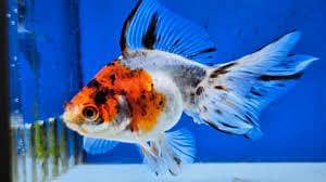 redcap otanda 1