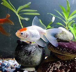redcap otanda 3
