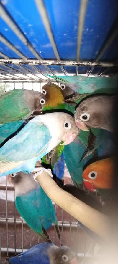 Lovebirds Pair Available