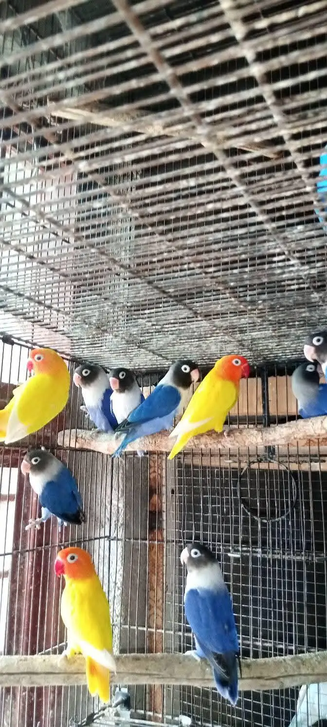 Lovebirds Pair Available — photo 2