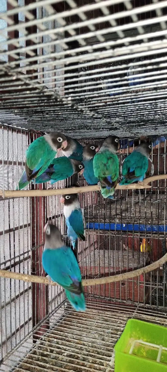 Lovebirds Pair Available — photo 3