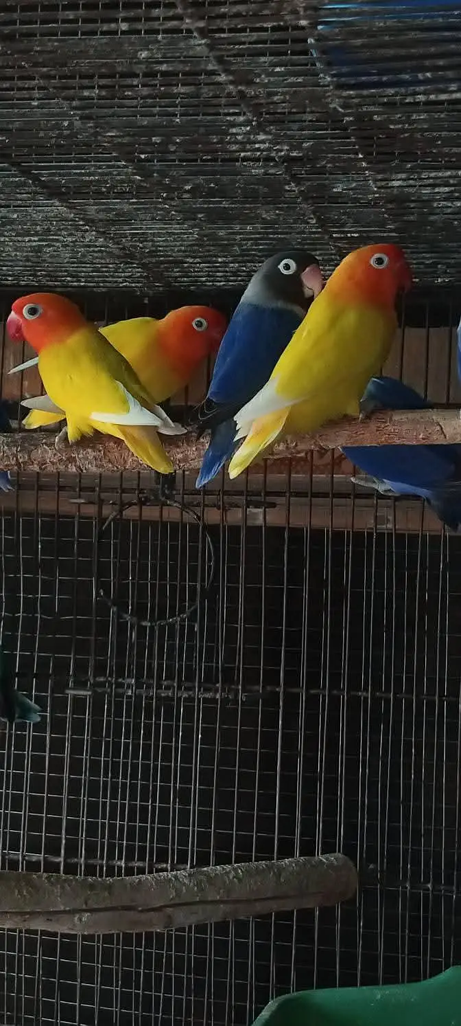 Lovebirds Pair Available — photo 4