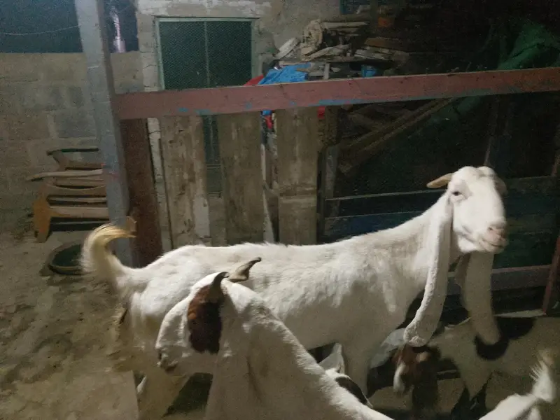 ghulam Mustafa — photo 2