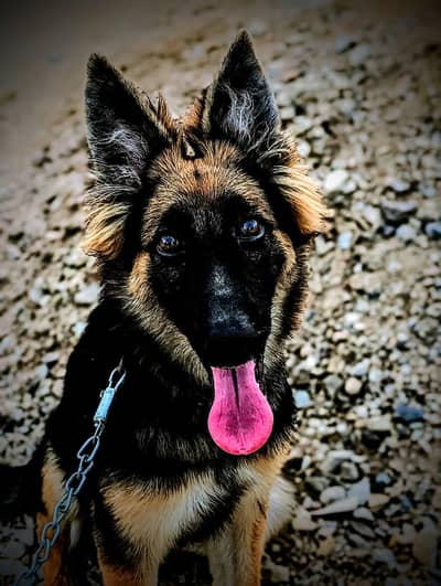 German shepherd only wathsapp 03457135773
