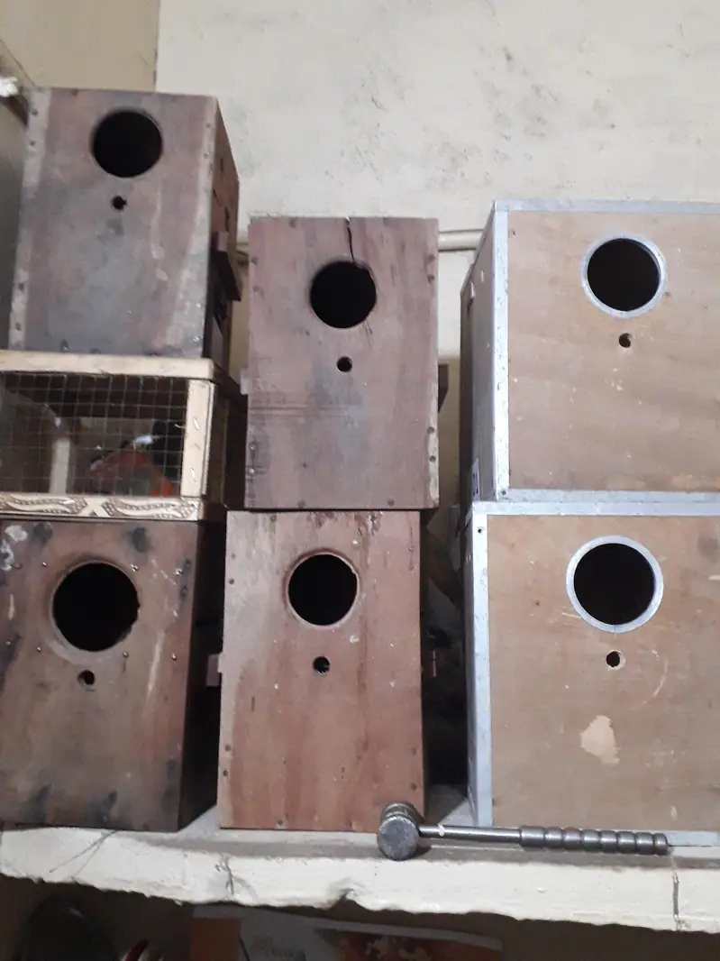 3 Austrelian baredar pear and 1 folding cage — photo 2