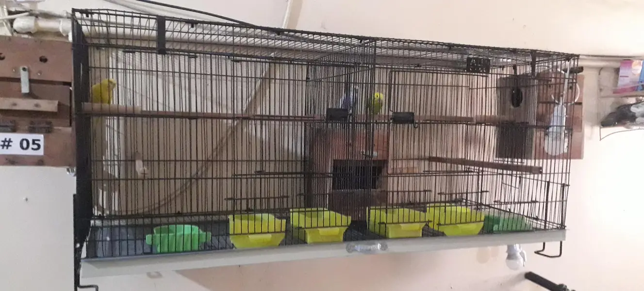 3 Austrelian baredar pear and 1 folding cage — photo 3