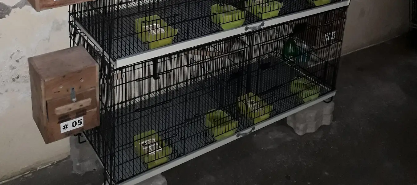3 Austrelian baredar pear and 1 folding cage — photo 4