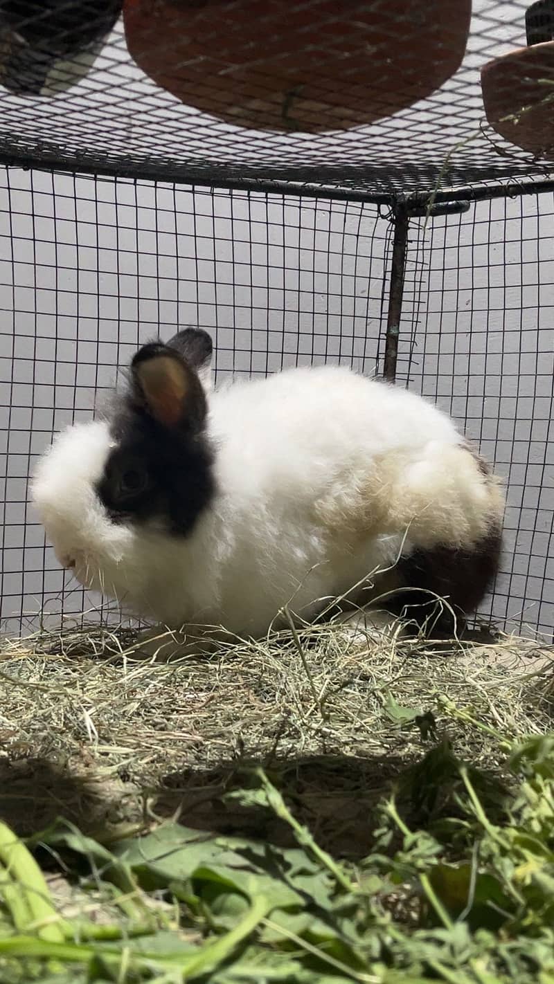 Lion head rabbit 0