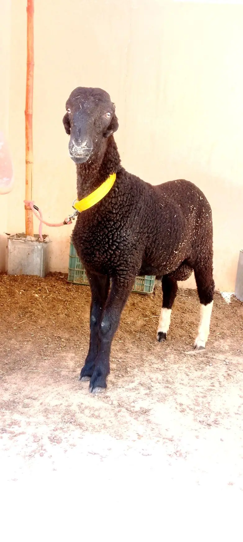 Kary ka antique black dumba