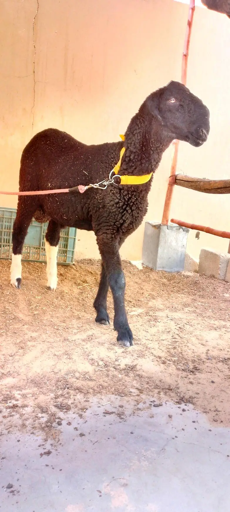 Kary ka antique black dumba — photo 3