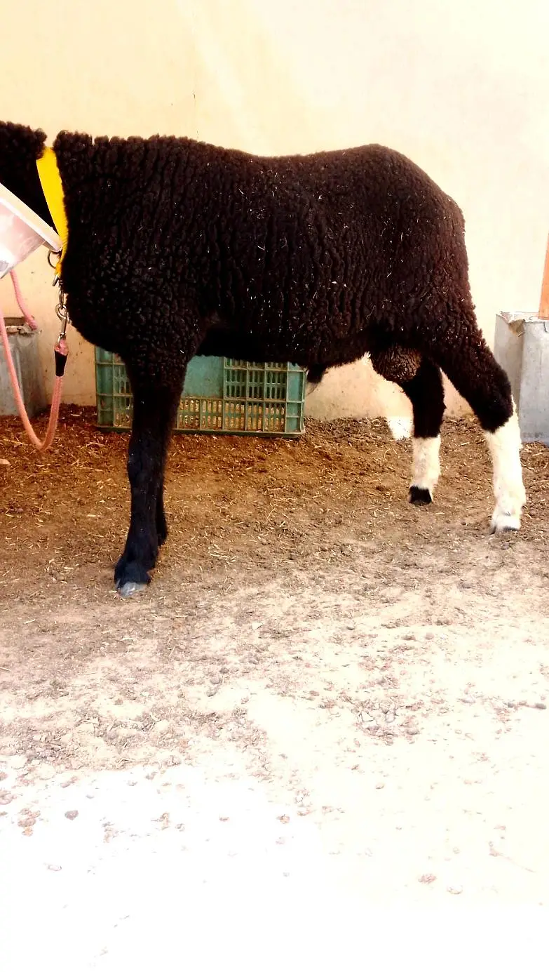 Kary ka antique black dumba — photo 4