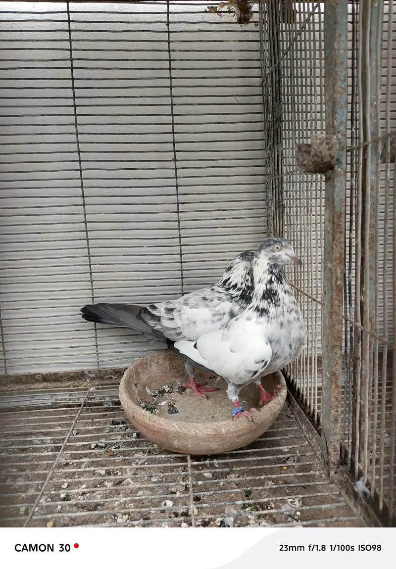 saharanpuri kabootar — photo 2