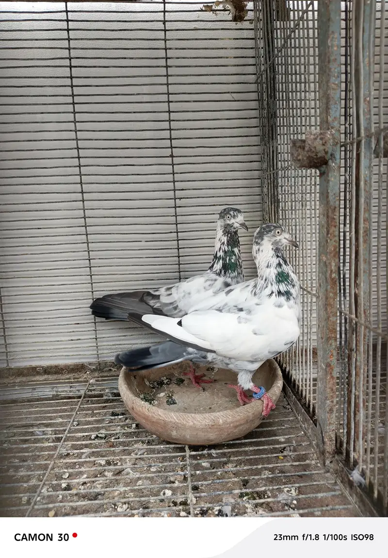 saharanpuri kabootar — photo 3