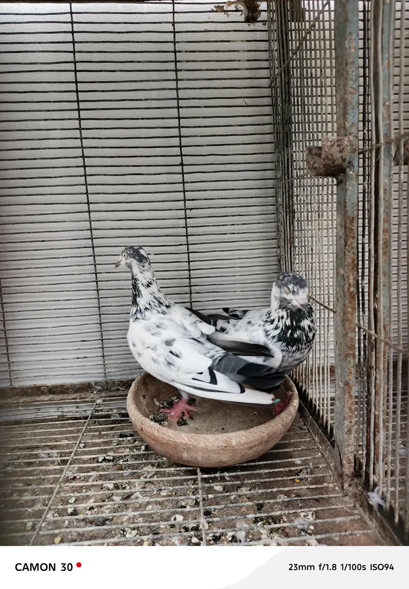 saharanpuri kabootar — photo 4