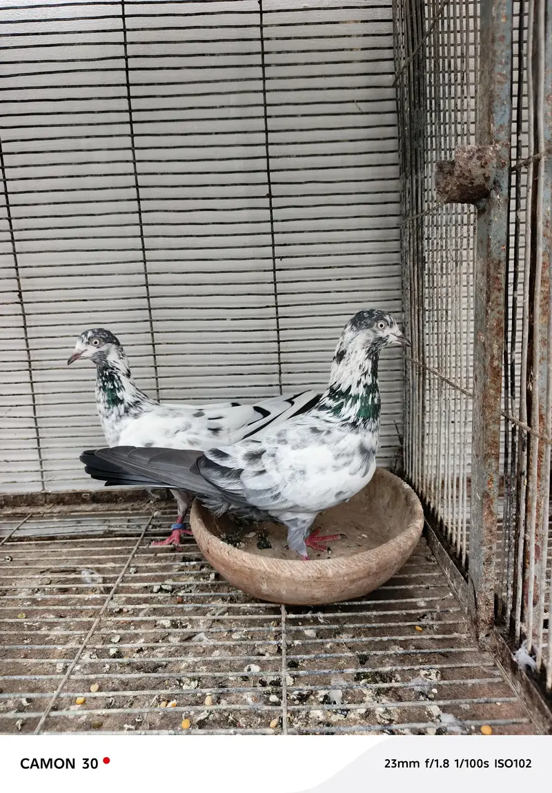 saharanpuri kabootar — photo 5