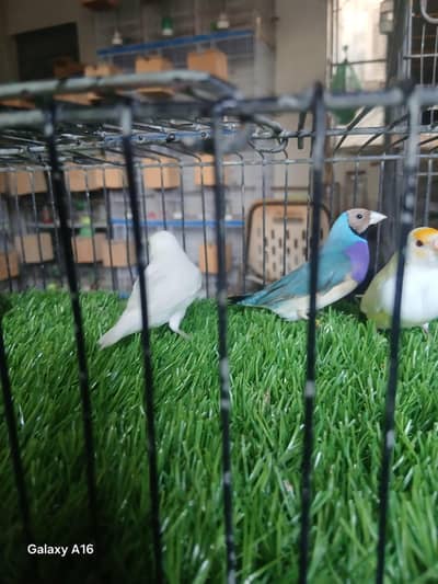 blue and red eyes gouldian