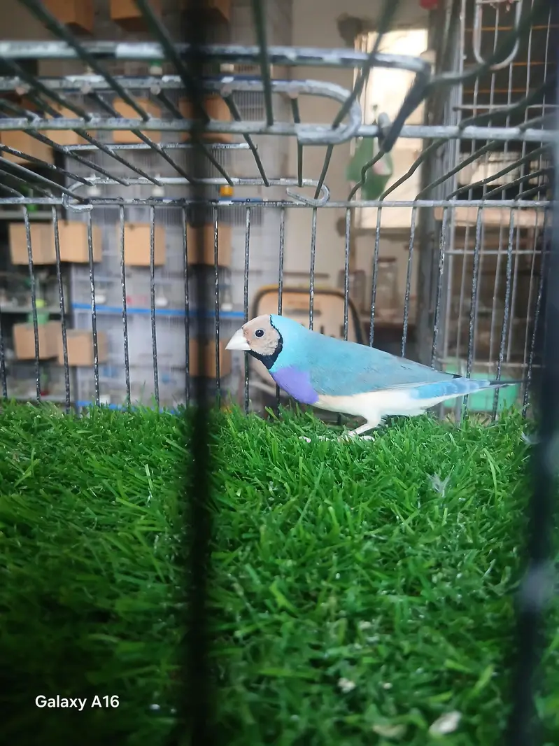 blue and red eyes gouldian — photo 2
