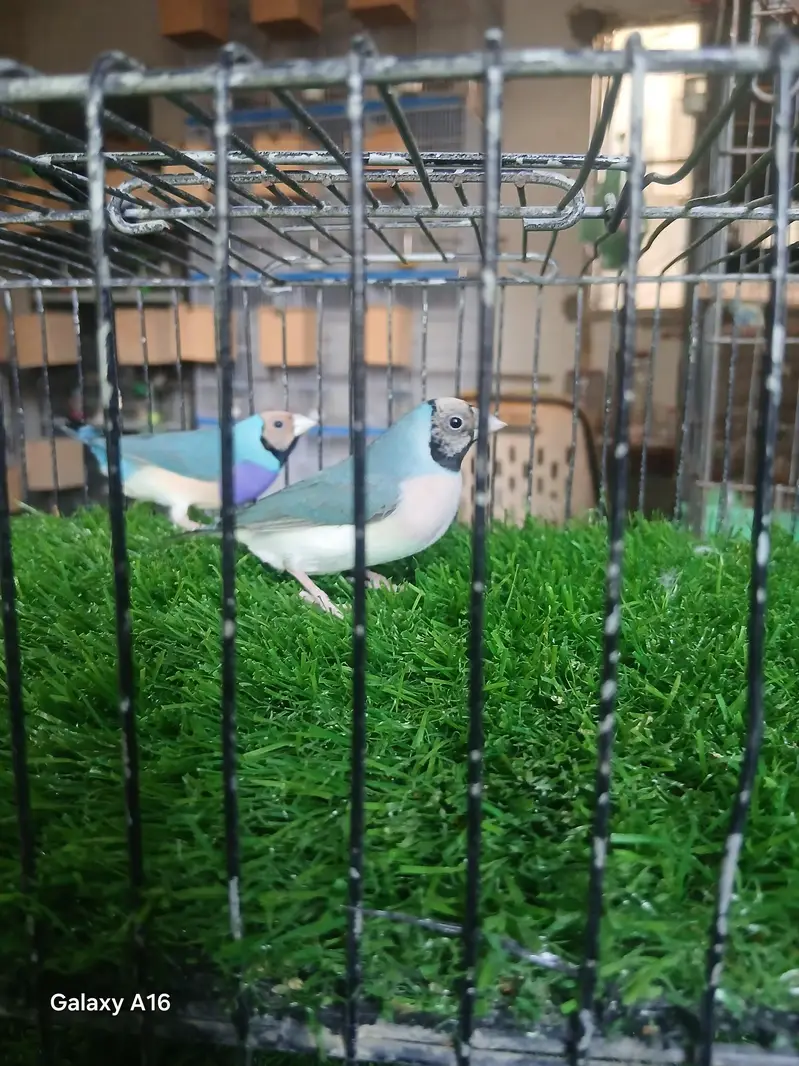 blue and red eyes gouldian — photo 3