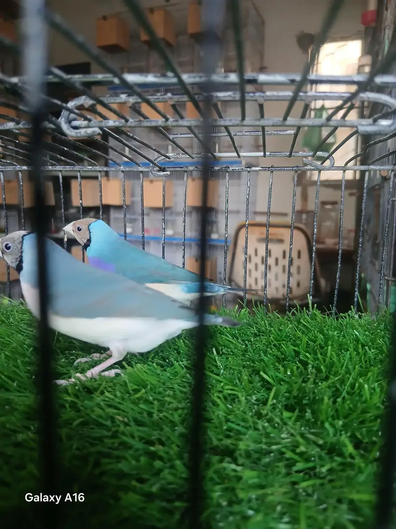 blue and red eyes gouldian — photo 4