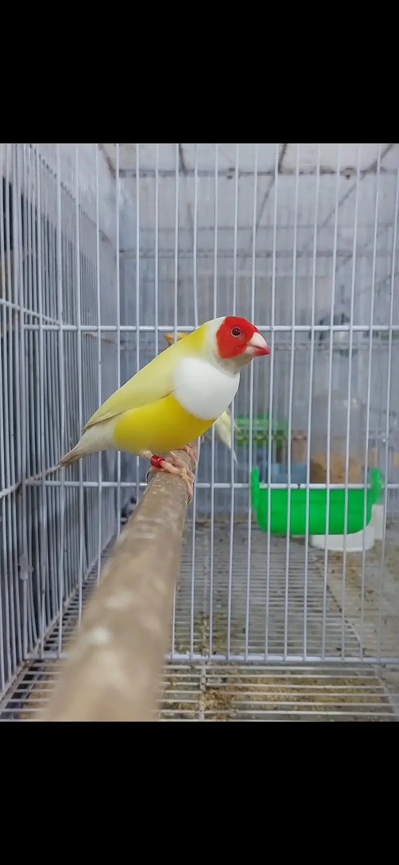 blue and red eyes gouldian — photo 5