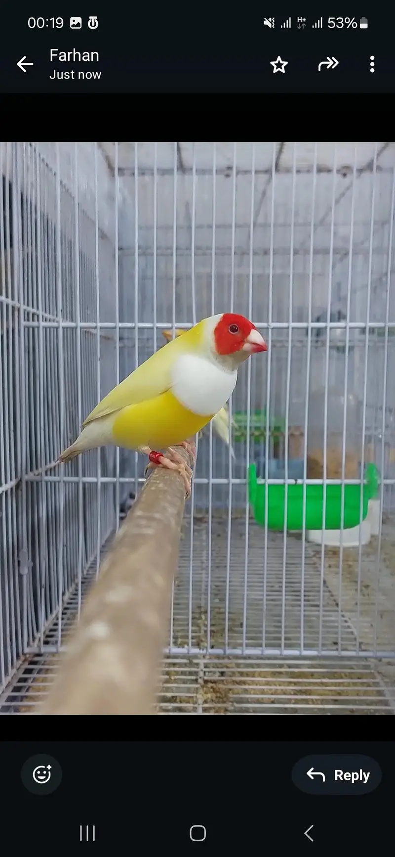 blue and red eyes gouldian — photo 6