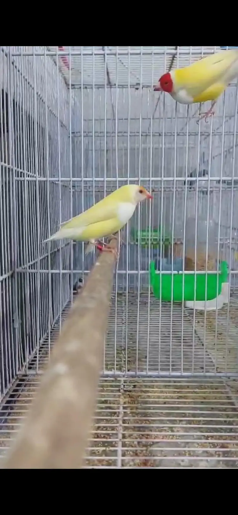 blue and red eyes gouldian — photo 7