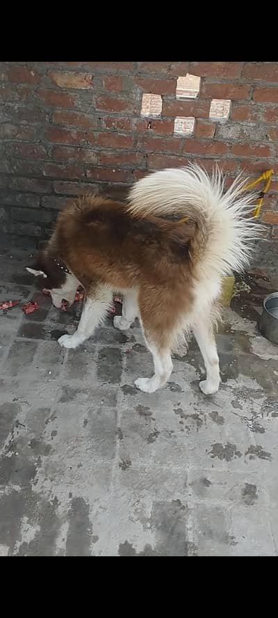 Siberian husky male ( Long coat )