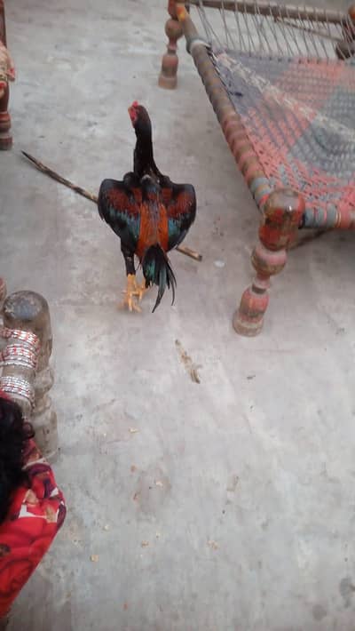 aseel murga