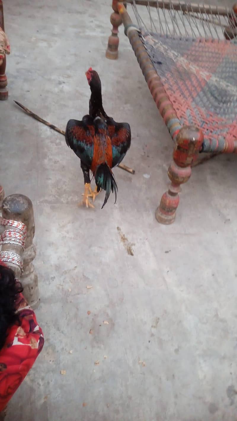 aseel murga 0