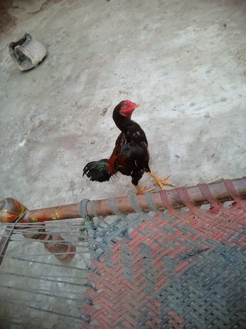 aseel murga — photo 3