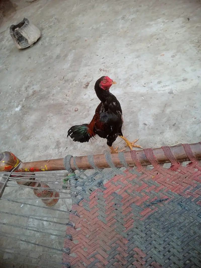 aseel murga — photo 4