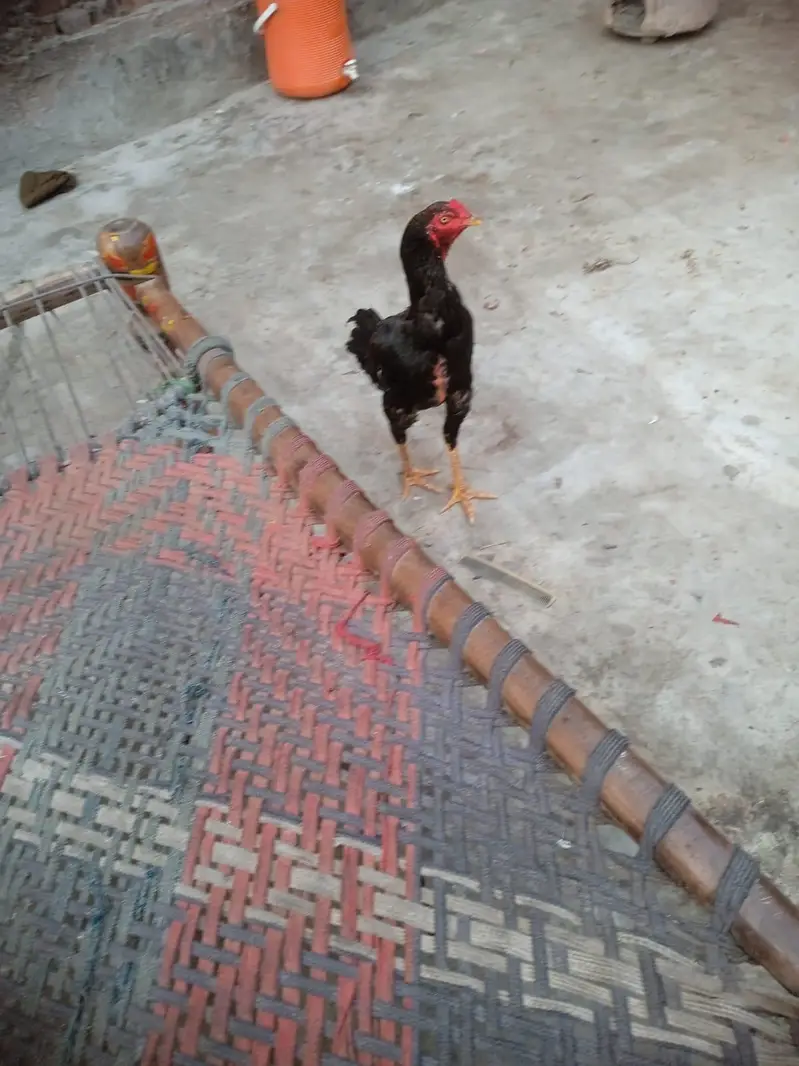 aseel murga — photo 5
