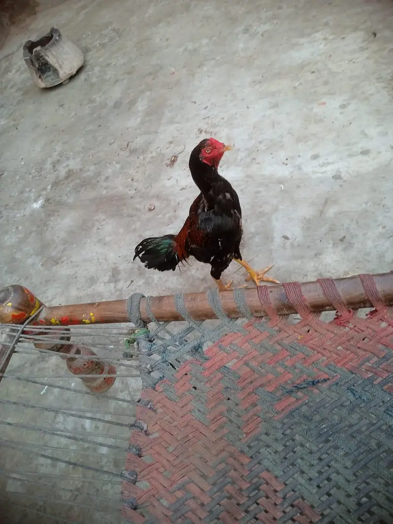 aseel murga — photo 7