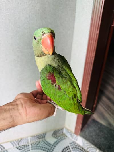 Kashmiri Raw parrot